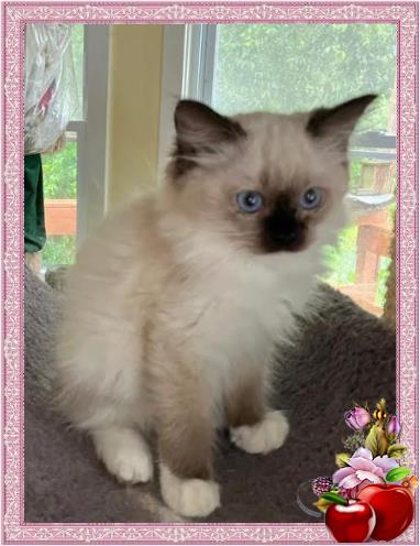 Available Ragdoll Kittens for Sale