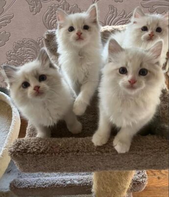 Ragdoll kittens